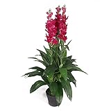 Leaf Kunstpflanze Cymbidium Orchidee, 100 cm, schwarzer Kunststofftopf, dunkelrosa Blumen