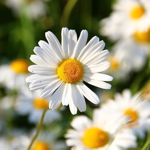 Wiesen-Margeritensamen 10g - Weiße Wiesenmargerite als Blumenwiese - Bienenfreundliche Blume - Blumensaatgut für Wiese - Made in EU