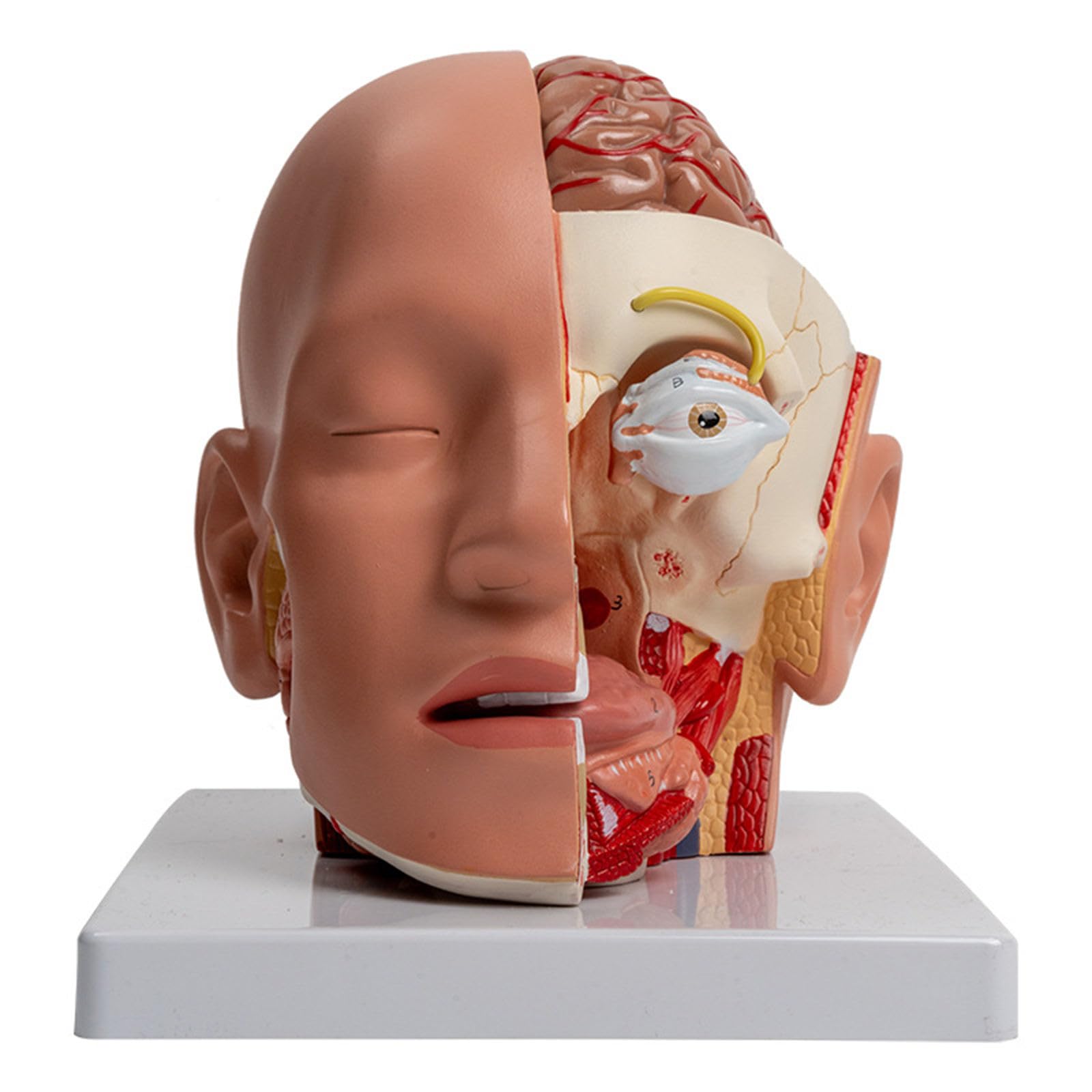 Abnehmbares anatomisches Modell für Krankheiten, Vorlesungsbericht, menschliche Anatomie, Modell, Lehrhilfen