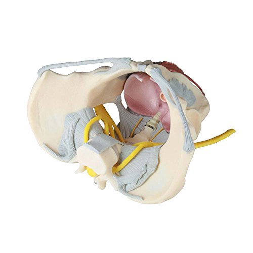 Anatomie Modell, weibliches Becken Modell mit Bandapparat, Nerven Beckenboden