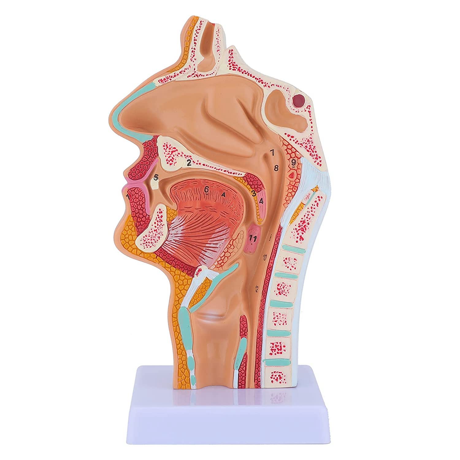 Anatomie Vorlage Nasale Höhle Menschlichen Anatomischen Modell Rachen Kehlkopf für Studenten