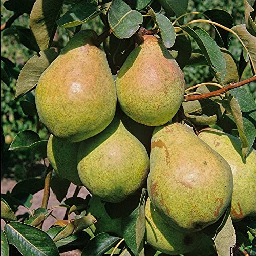 Birnenbaum grün Säulenobst Terrassen Obstbaum Spalierobst Pyrus communis