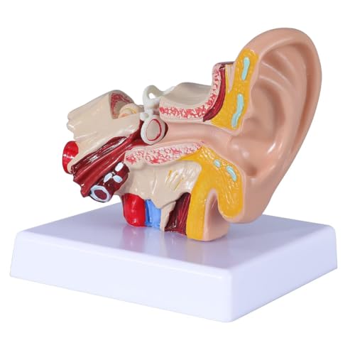 Pcivzxam 1,5-Faches Anatomiemodell Des Menschlichen Ohrs, das die Organstruktur Des Zentralen und Äußeren Ohrs Zeigt