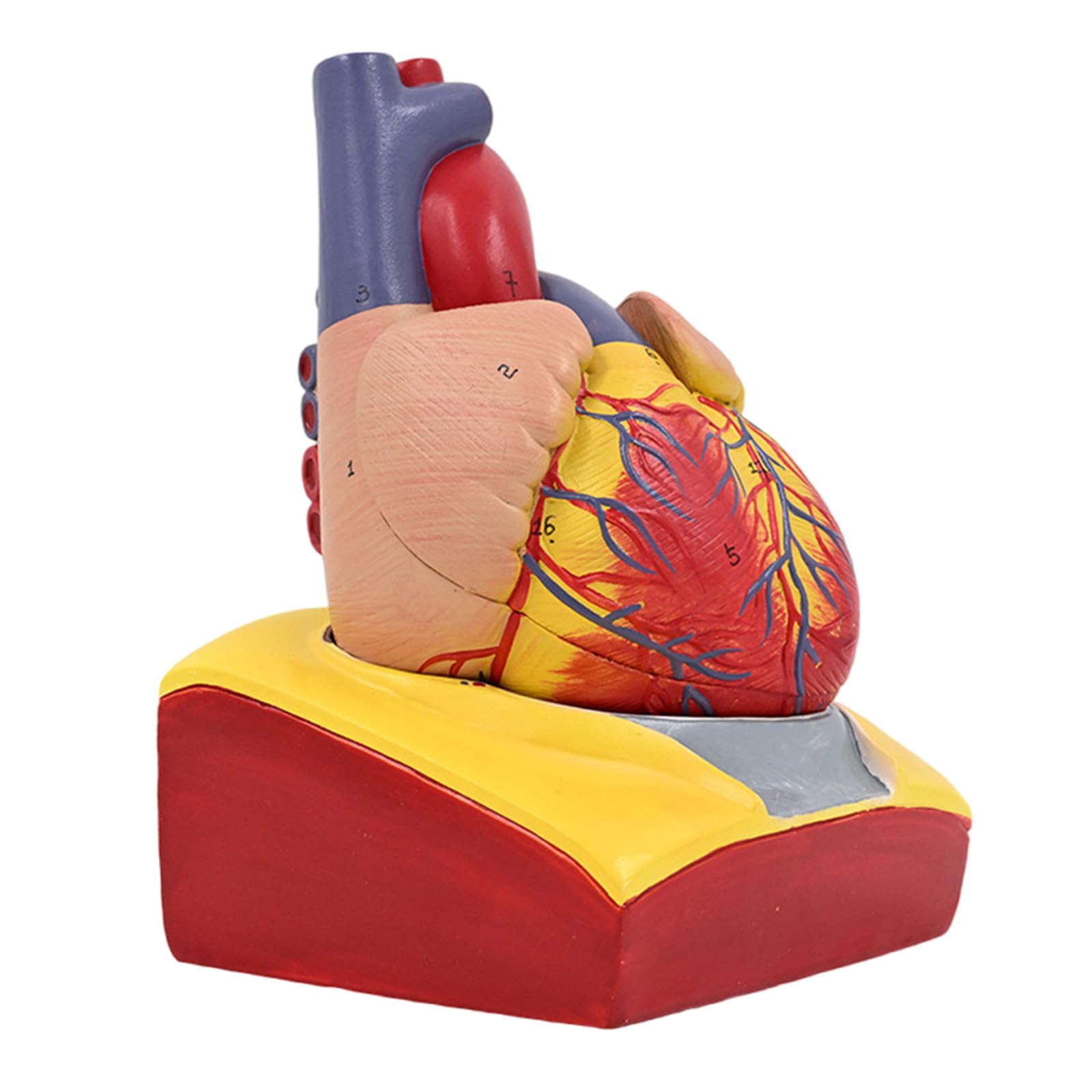 Menschliches Herzmodell, abnehmbares menschliches Herz, anatomisches Modell, medizinisches Lehrwerkzeug für Wissenschaft, Klassenzimmer, Lehrmodell