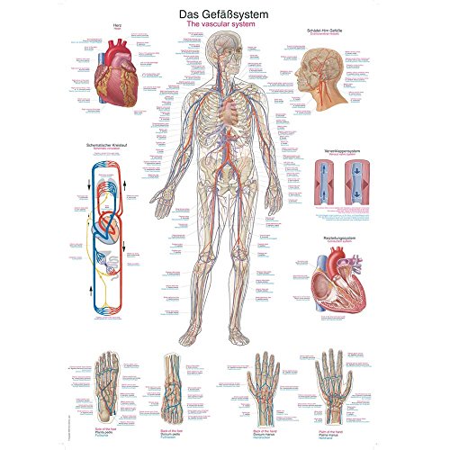 anatomische Lehrtafel "Das Gefäßsystem" Anatomie Poster, Lehrposter, 70x100cm