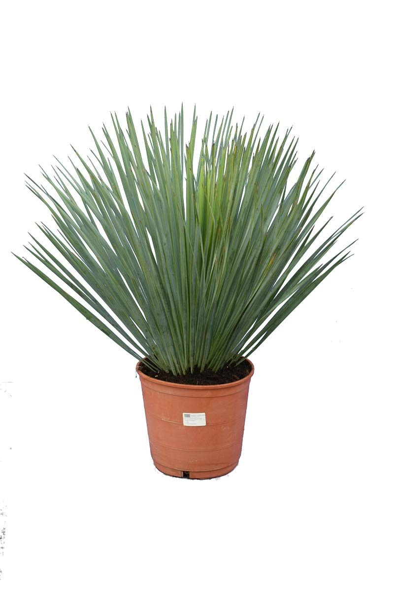 SONDERANGEBOT ! Palmenlilie - Yucca rostrata - Blaublättrige Yucca - Gesamthöhe 50-70cm - Topf Ø 26cm [7886]
