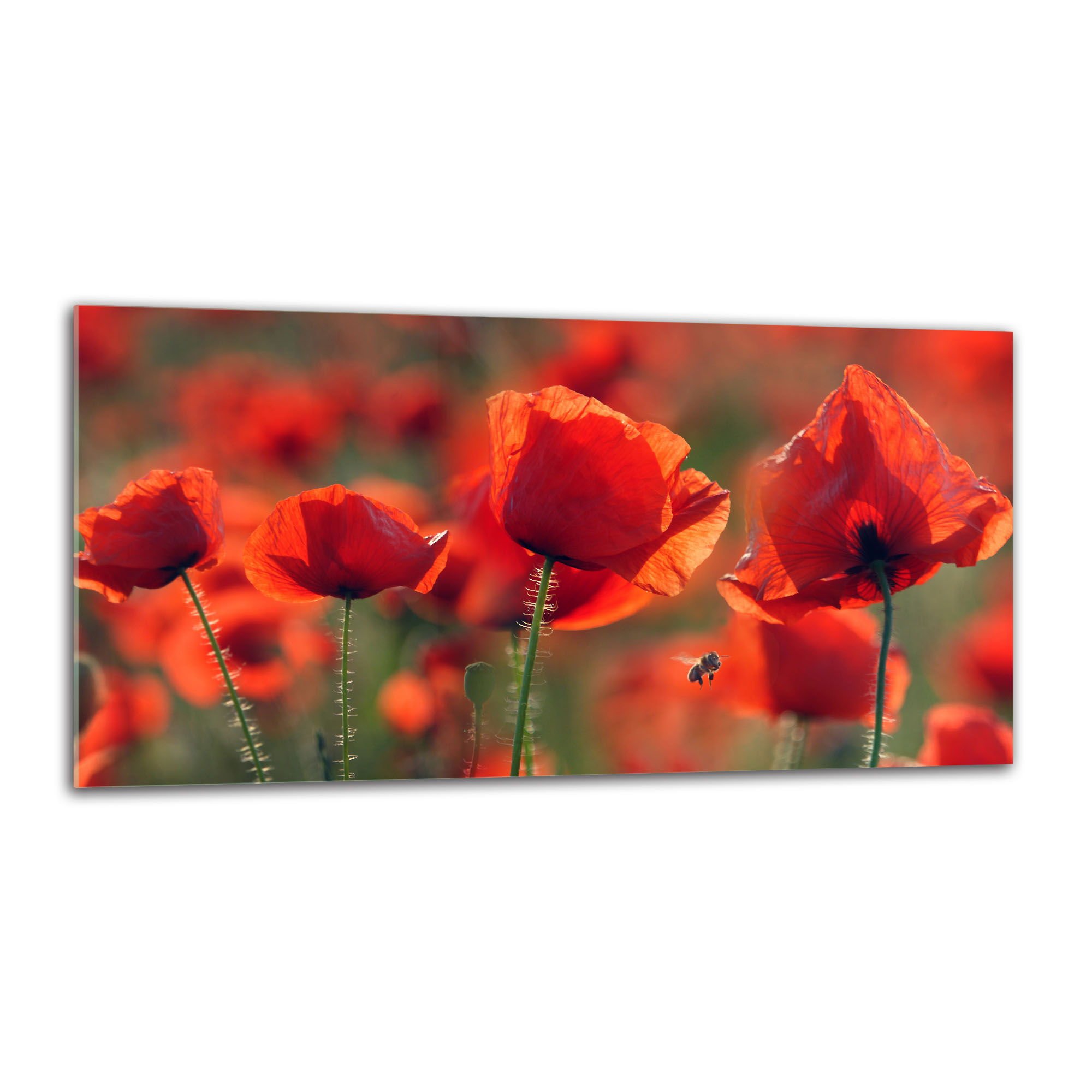 decorwelt Küchenrückwand Spritzschutz aus Glas 80x40 cm Wandschutz Herd Spüle Küchenspritzschutz Fliesenschutz Fliesenspiegel Küche Dekoglas Mohnblumen Rot