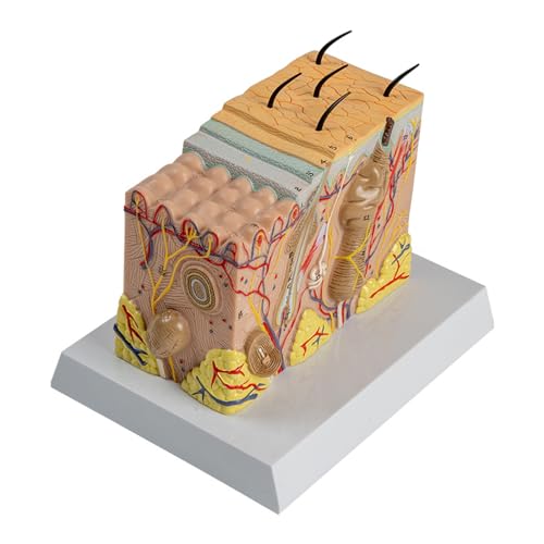 Anatomiemodell Der Menschlichen Haut. Struktur Der Menschlichen Haut. Anatomisches Modell. Anatomiemodus Der Menschlichen Haut Für Naturwissenschaftliche Unterrichtsstunden