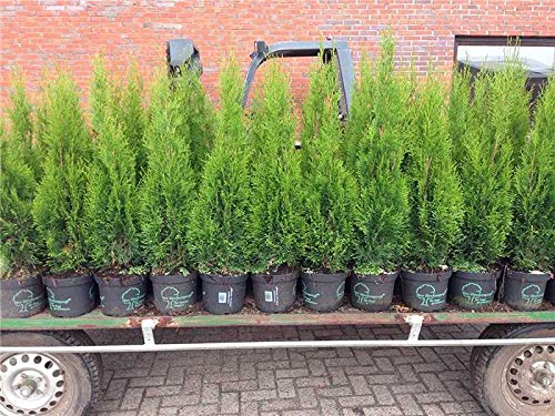 Edel Thuja Smaragd immergrüner Lebensbaum Heckenpflanze Zypresse im Topf gewachsen 100-120cm (10 Stück)