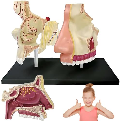 BEOTAY Anatomisches Modell Der Menschlichen Nasenorgane, 7 Abnehmbare Teile, Menschliches Organmodell, 4D-Puzzle-Montagespielzeug, Naturwissenschaftliches Lehrmaterial, 22 * ​​17 * 5 cm