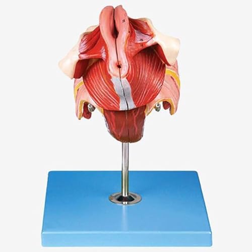 BAOLIQ Weibliches Fortpflanzungsmodell, Perineummodell, menschliches Anatomiemodell, Fortpflanzungsanatomiemodell, weibliches Genital-Perineummodell