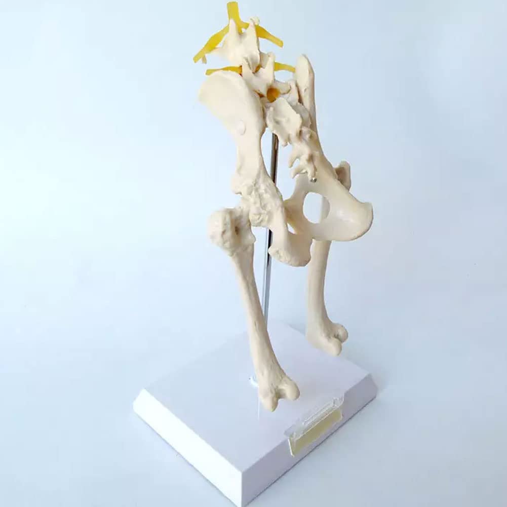 Anatomisches Modell des Hüftgelenks Eines Hundes Mit Lendenwirbel- Und Femurmodell – Knochenmodell Eines Hundeskeletts – Modell Eines Beckens Eines Hundes – Für Veterinärstudien, Ausstellungslehre,