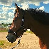 Halfter Warmblut gepolstert| Halfter für Pferde Full | mit Fleece | Halfter für Pferde schwarz | 2 Fach verstellbar (Schwarz, Warmblut)