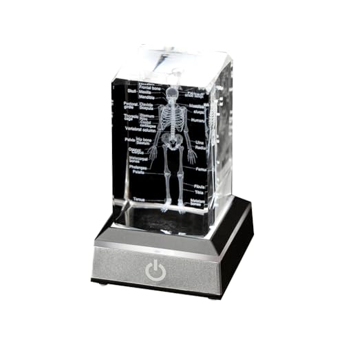 Fcuajdkq Menschliches Skelettmodell Anatomie Geschenk Kristallskelettmodell Crystal Label Skelettmodell für Medizinstudenten