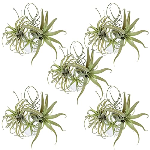 Kiudduy 20Pack KüNstliche Ananas Gras Luft Pflanzen Gefälschte Blumen Faux Flocking Tillandsia Bromelien Hausgarten Dekor