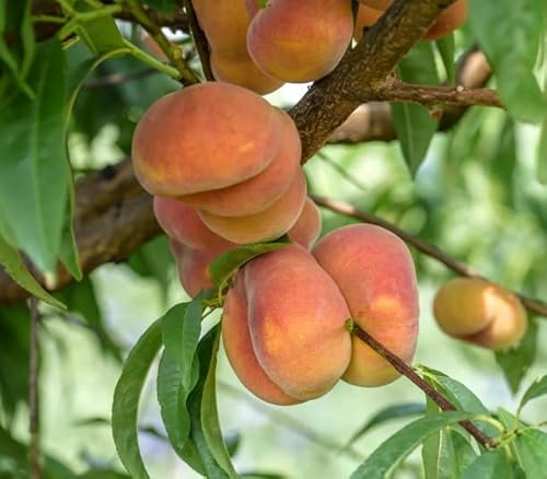 Teller- / Sandwichpfirsich, platt-runde Frucht, Buschbaum, 60-80cm, großer Topfballen