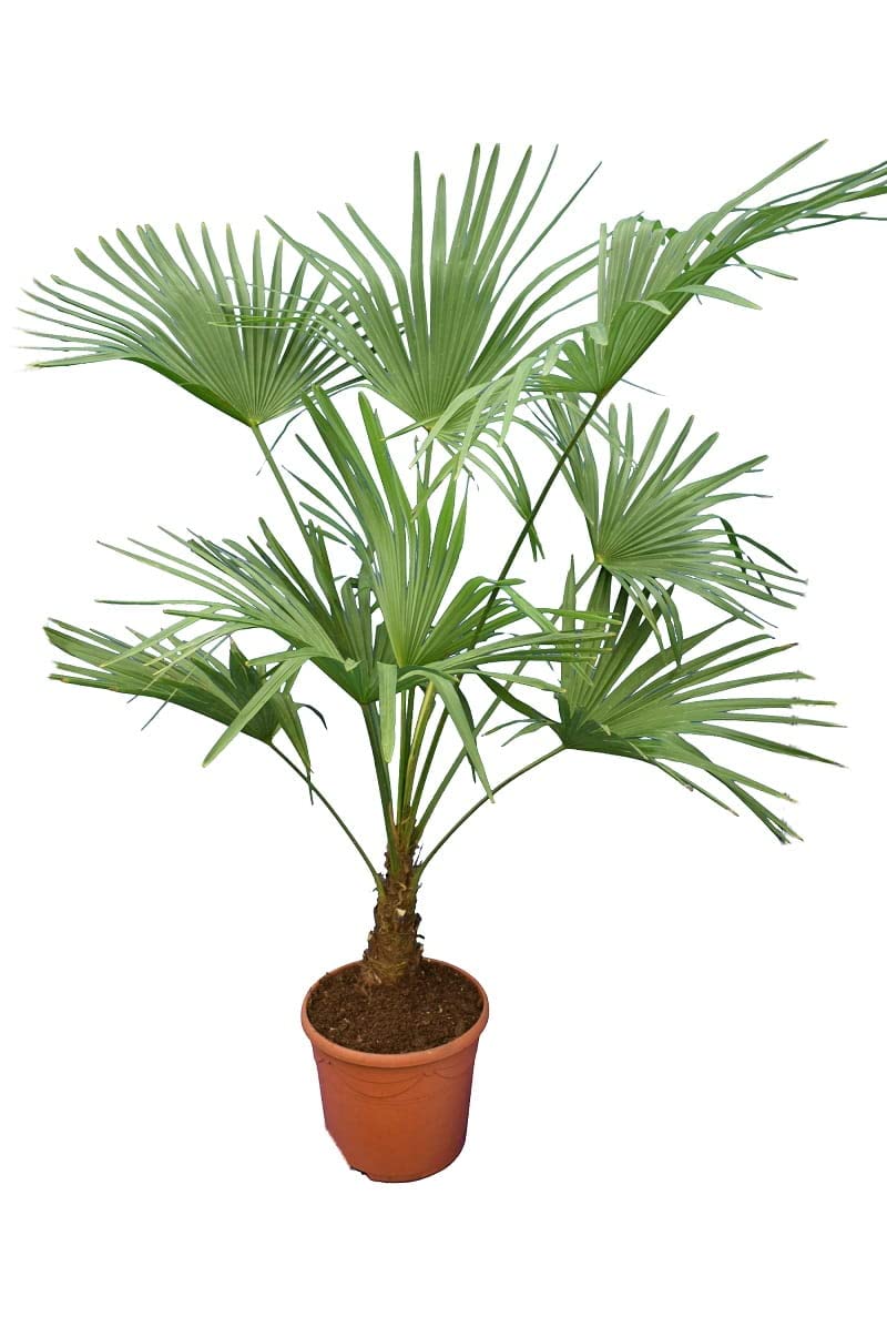 Winterharte Hanfpalme L - Trachycarpus fortunei - Gesamthöhe 120-140 cm - Topf Ø 30 cm