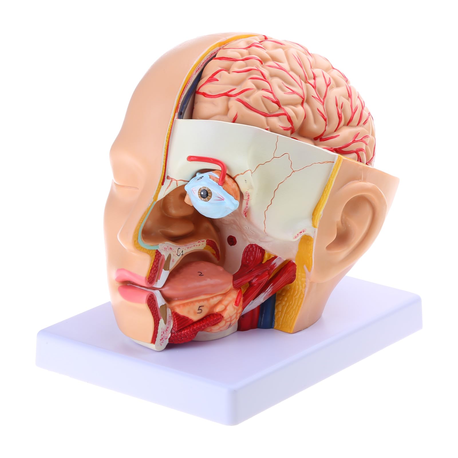 Modell der Hirnarterie, anatomische Hirnarterie, Anatomie, menschlicher Kopf, Hirnarterie, Modell für den medizinischen Unterricht