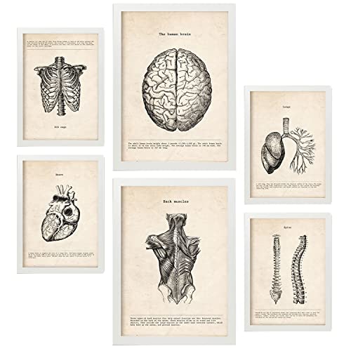 Nacnic Oberkörper Postern. Medizinische Illustrationen im Vintage Stil von Anatomie, Körperteilen, Knochen und Muskeln. Innenarchitektur und Dekoration. A4 & A3 Weiße Rahmen.