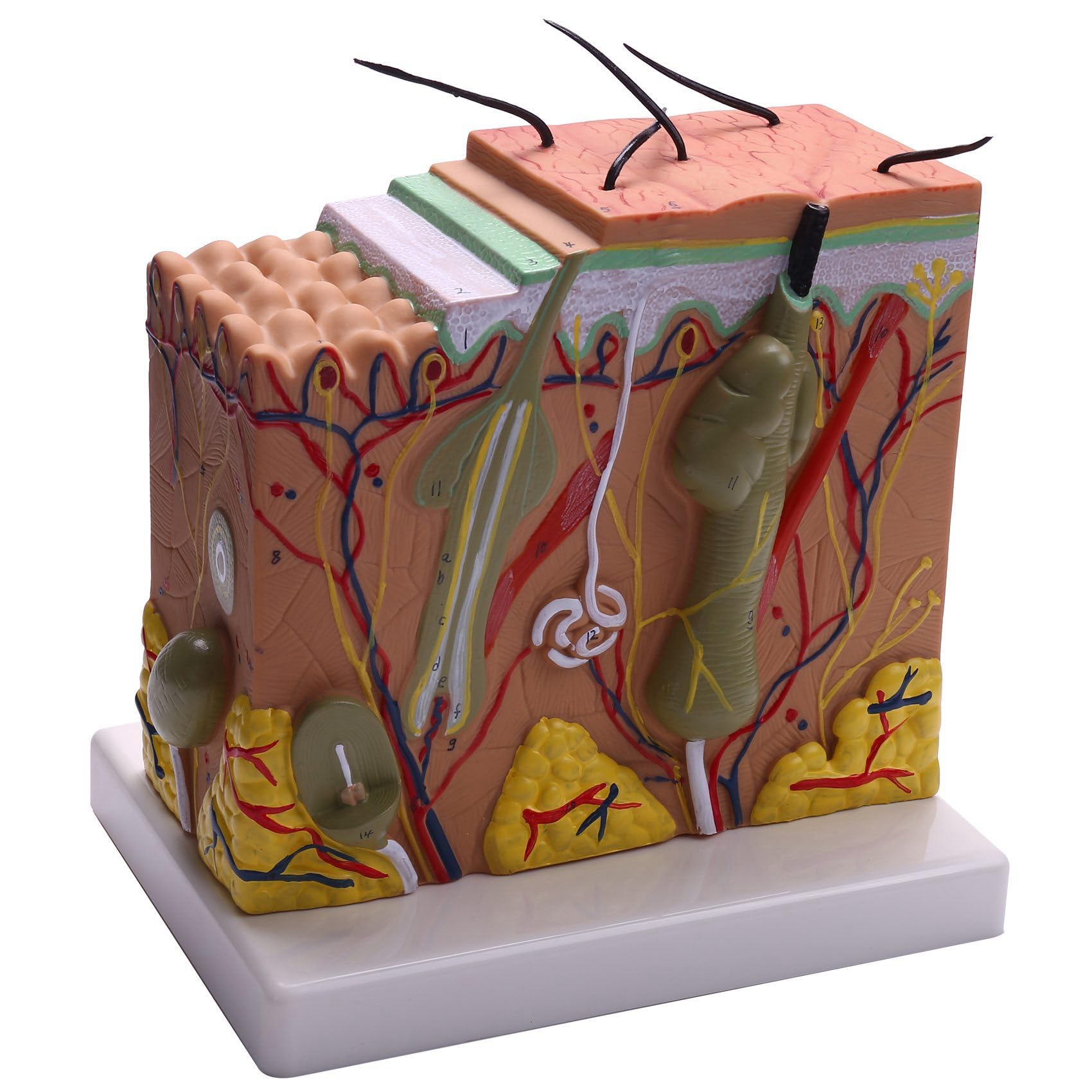 Kiudduy Haut Modell, 50 Fache Haut und Haar Struktur Vergrößern Modell Anatomisches Modell Anatomie für Naturwissenschaftliche Studien im Klassenzimmer Lehrendes Medizinisches Modell