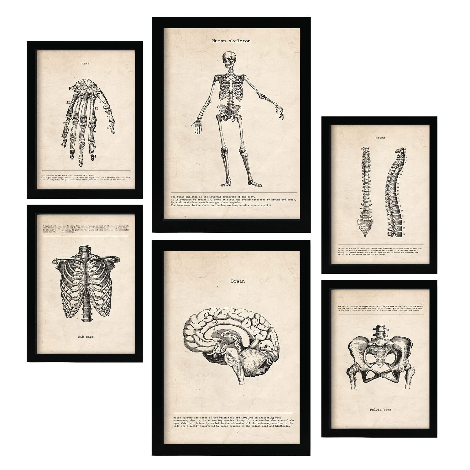 Nacnic Skelett Postern. Medizinische Illustrationen im Vintage Stil von Anatomie, Körperteilen, Knochen und Muskeln. Innenarchitektur und Dekoration. A4 & A3 Schwarze Rahmen.