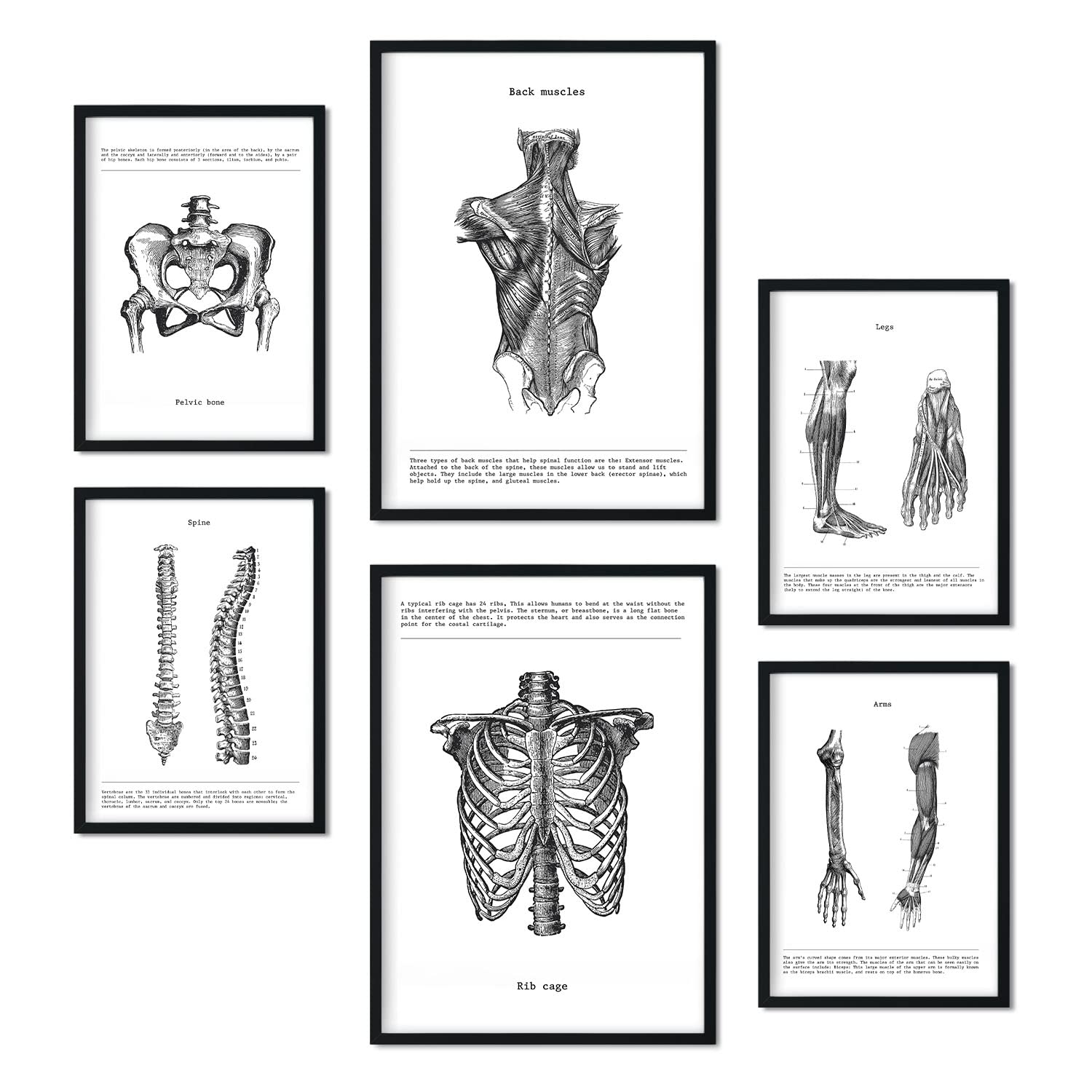 Nacnic-Set von 6 Anatomie-Poster. Sammlung von Platten mit ästhetischer Collage für Innendekoration. Größen A3 und A4. Mit schwarzem Rahmen.