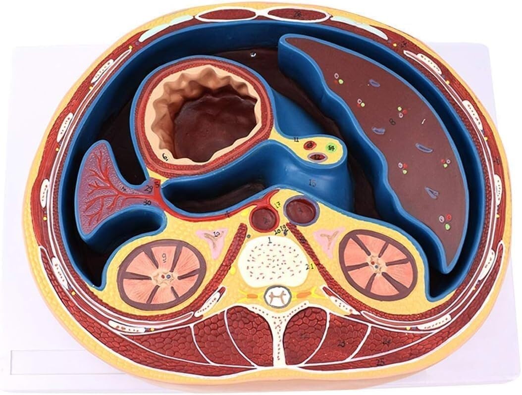 BAOLIQ Menschliches Abdomenmodell Medizinische Anatomie Flache Membrankapsel Strukturmodell Anatomisches Modell menschlicher Organe Abdomenmodell, Medizinisches Modell