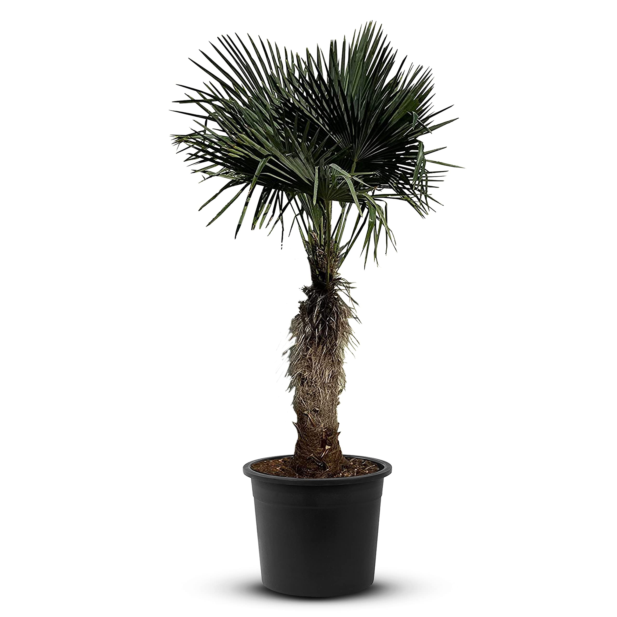 Tropictrees Trachycarpus Fortunei Hanfpalme winterschutz mit einer Stammhöhe von 80-100 cm | Höhe 190cm | Gelbe und grüne Blätter | Winterschutz Palme für drinnen und draußen