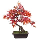 Leaf Künstlicher Baum, Blätter, 50 cm, Kunststoff, Bonsai aus Rotem Ahorn, 60 cm