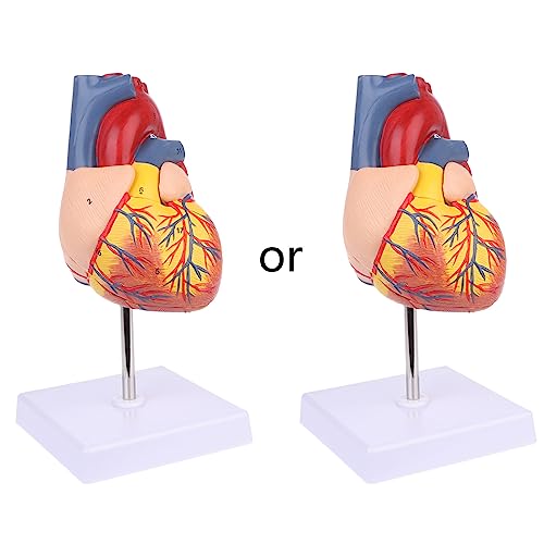 Zerlegtes Anatomisches Menschliches Herzmodell Medizinisches Lehrmittel