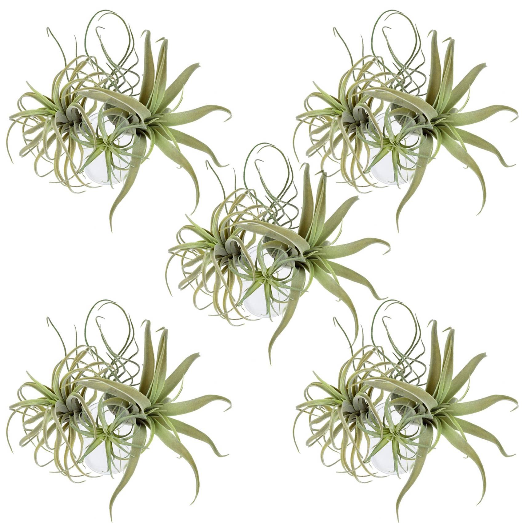 Kiudduy 20Pack KüNstliche Ananas Gras Luft Pflanzen Gefälschte Blumen Faux Flocking Tillandsia Bromelien Hausgarten Dekor