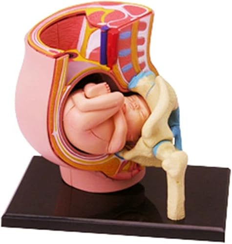 BAOLIQ Anatomisches Modell des mütterlichen Beckens, abnehmbares 27-teiliges Modell des mütterlichen Beckens und des 9-Monats-Fötus, anatomisches Modell der Schwangerschaft