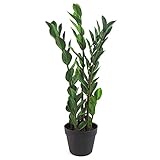 Leaf Design Tropische Kunstpflanzen Tropical, 75 cm Zamioculcas, 75 cm