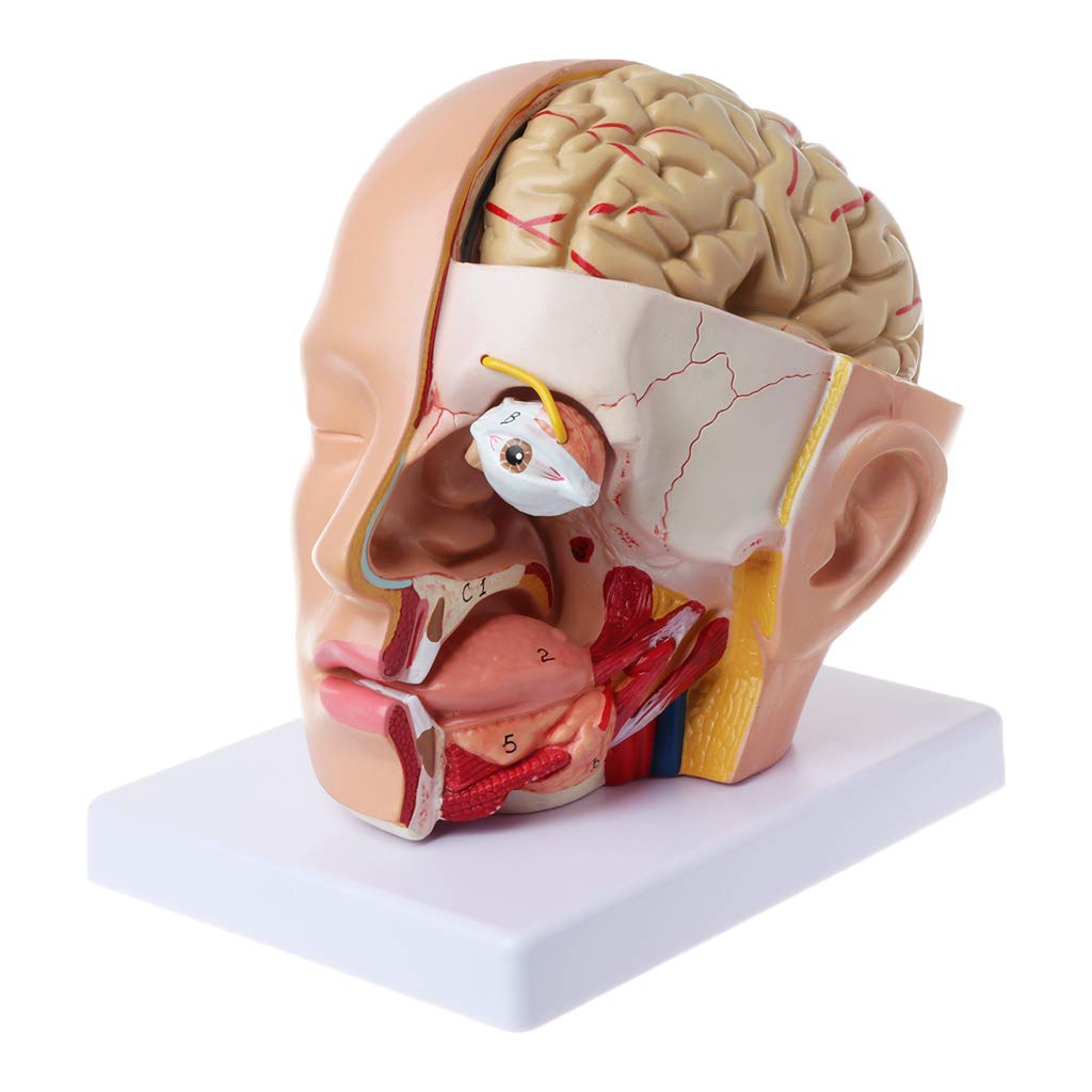 Menschliche Anatomie für Kopf, Schädel, Hirnarterie, anatomisches Modell für den Unterricht