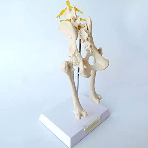 Anatomisches Modell des Hüftgelenks Eines Hundes Mit Lendenwirbel- Und Femurmodell – Knochenmodell Eines Hundeskeletts – Modell Eines Beckens Eines Hundes – Für Veterinärstudien, Ausstellungslehre,