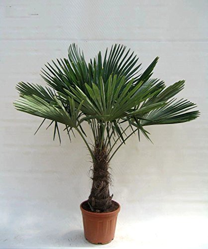 Winterharte Hanfpalme - Trachycarpus fortunei - Gesamthöhe 150-170cm - Stamm 40-50cm - Topf 20 Ltr.Ø 36cm [6596]