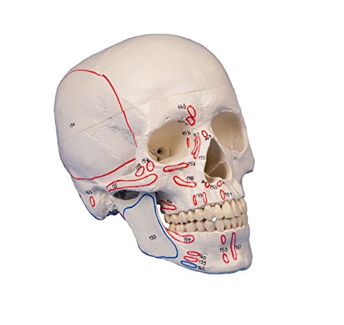 Schädelmodell, 3-teilig, mit Muskelmarkierungen