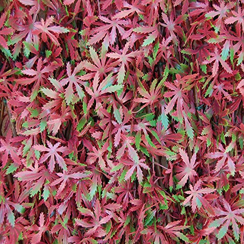 Tenax Künstliche Hecke mit Blättern, ausziehbar, aus Weide, 3D Divy X-Tens Red Acer, 1 x 2 m, rot/grün