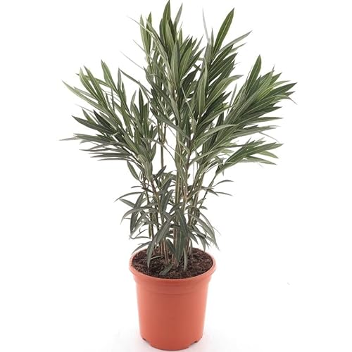 Pinker Oleander - Nerium oleander - Gesamthöhe 80+ cm - Topf Ø 26 cm