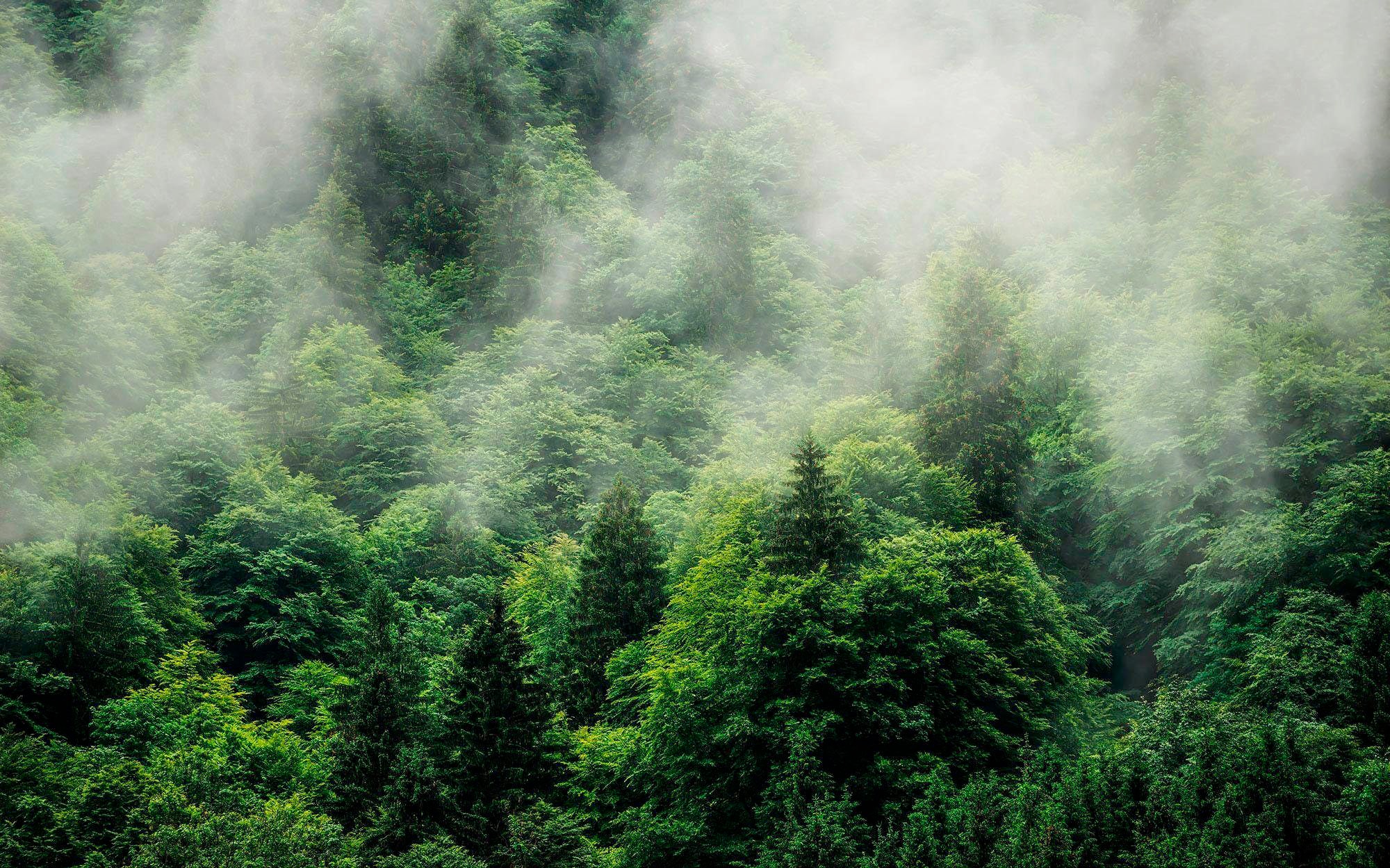 Komar Vliestapete "Forest Land", 400x250 cm (Breite x Höhe), Vliestapete, 100 cm Bahnbreite