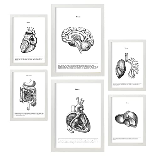 Nacnic-Set von 6 Poster der inneren Organe. Sammlung von Platten mit ästhetischer Collage für Innendekoration. Größen A3 und A4. Mit weißem Rahmen.