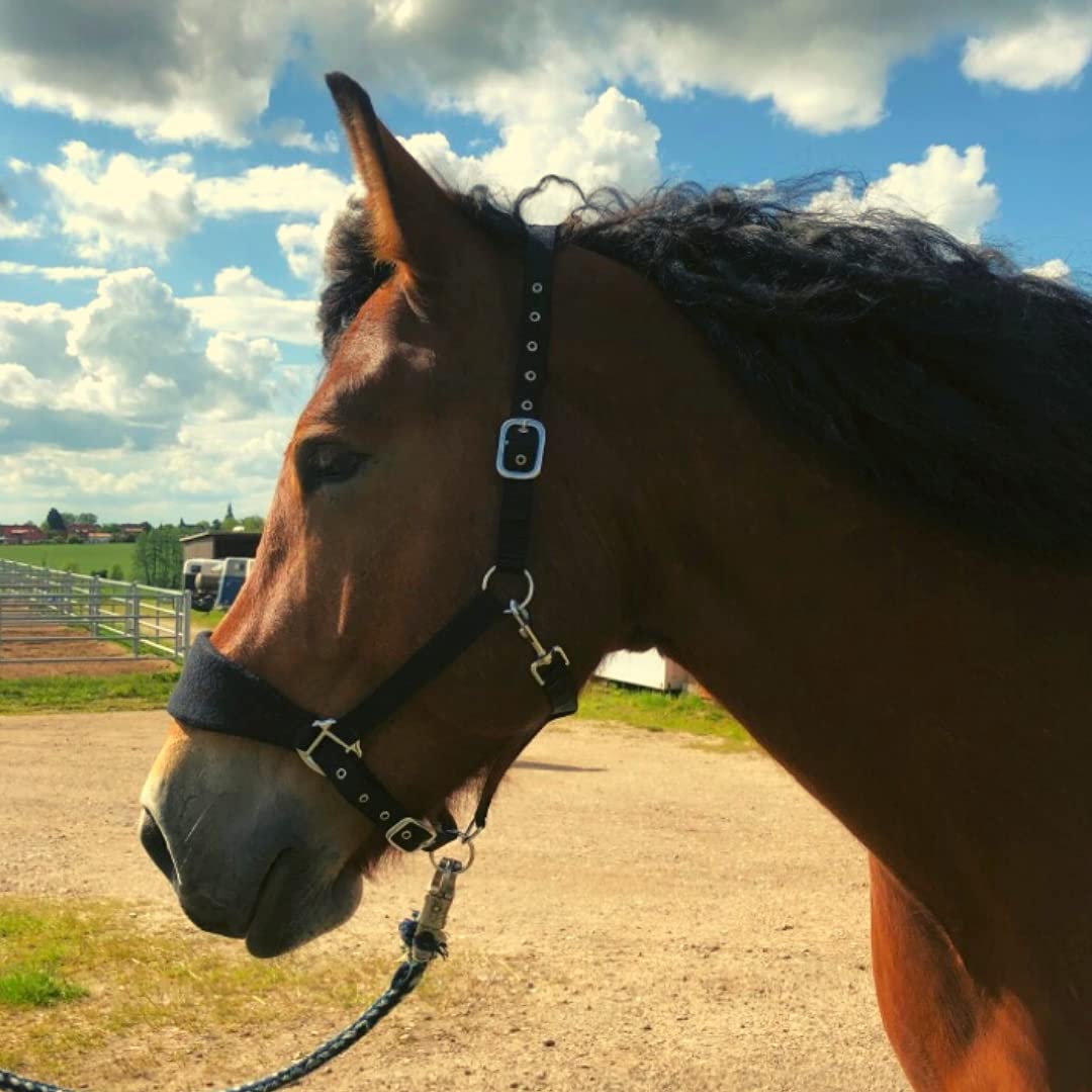 Halfter Warmblut gepolstert| Halfter für Pferde Full | mit Fleece | Halfter für Pferde schwarz | 2 Fach verstellbar (Schwarz, Warmblut)