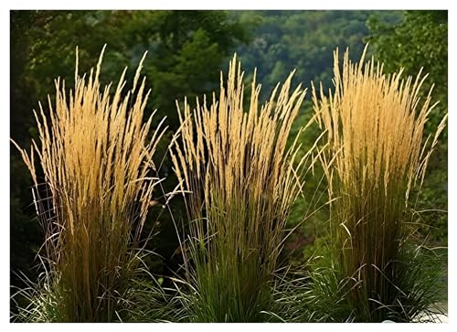 10 x Calamagrostis acutiflora ‚Waldenbusch‘ 1 Liter (Ziergras/Gräser/Stauden)