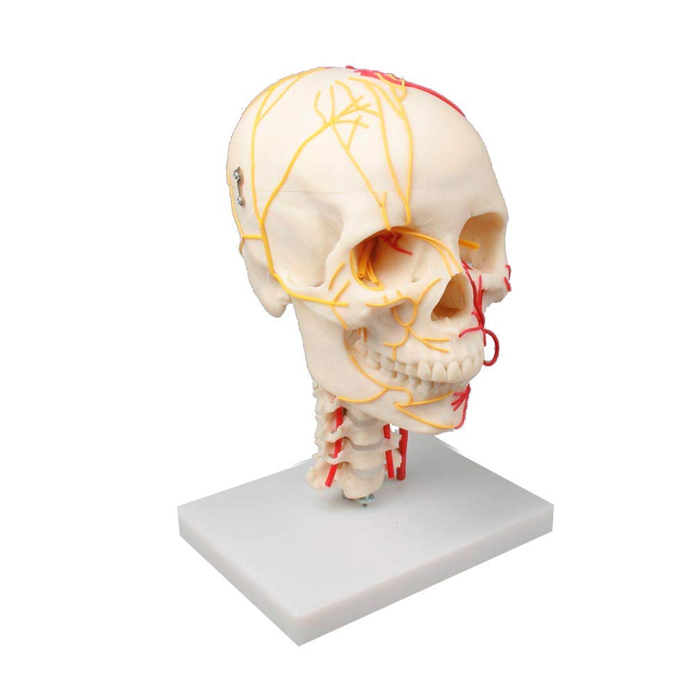 Erler Zimmer Schädelmodell, neurovasculär Nerven und Arterien des Schädels, Schädeldach abnehmbar