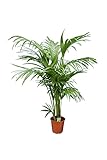 Kentia Palme Howea Forsteriana wunderschöne Zimmerpflanze sehr pflegeleicht 130-150cm Pot Ø 20 cm [5319]