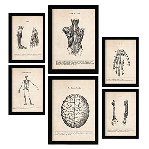 Nacnic Gliedmaßen und Gehirn Postern. Medizinische Illustrationen im Vintage Stil von Anatomie, Körperteilen, Knochen und Muskeln. Innenarchitektur und Dekoration. A4 & A3.