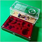 Großes Ameisennest Acryl Ameisenfarm Ameisen Haus Gips Insektenvilla Ameisenhaufen Ant Nest Pet Farmen Kit Formicarium Display Box Wissenschaft Bildungs (Color : A)-1