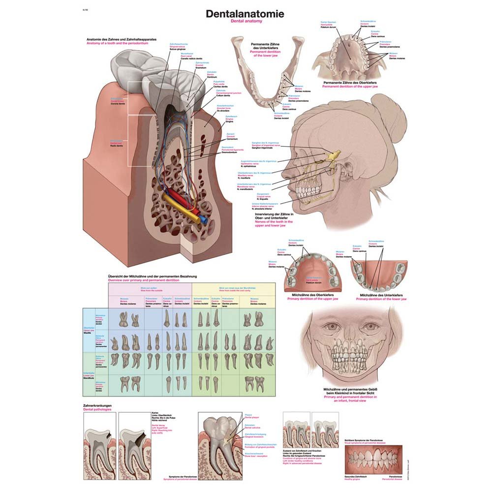 anatomische Lehrtafel „Dentalanatomie“ Anatomie Poster, 70x100cm