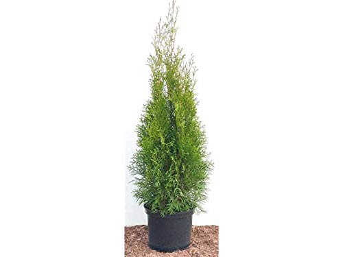 Edel Thuja Smaragd immergrüner Lebensbaum Heckenpflanze Zypresse im Topf gewachsen 80-100cm (30 Stück)