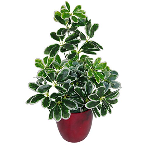 Leaf Künstlicher Schefflera Arboricola Regenschirm, 55 cm, schwarzer Kunststoff-Topf, Verschiedene Pflanzen, hell, 55cm Light Plant